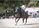 Pferd International 203